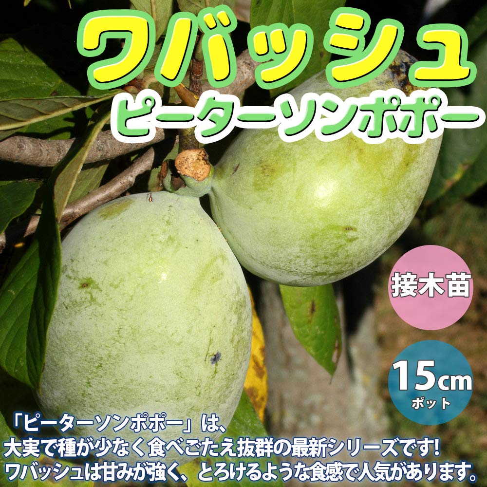 Amazon.co.jp: ピーターソン ポポー2年生接木苗/5号ポット苗